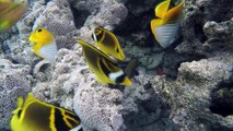 Colourful Tropical Reef Fish in abundance in Aroa Marine Reserve directly in front of The Rarotongan Beach Resort & Sanctuary Rarotonga