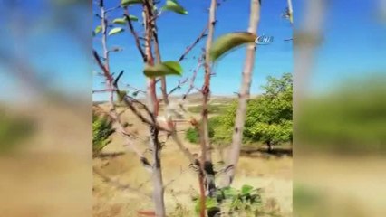 İlkbaharın Habercisi Çiçekler Sonbaharda Açtı
