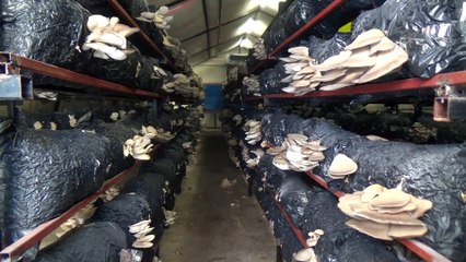 Genç girişimci yılda 20 ton mantar üreten tesis kurdu - MERSİN