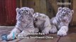 Three fluffy white tiger cubs have met the public for the first time at a zoo in Southwest China. And they struggle to stay awake in front of crowds of visitors