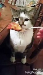 How to tell if your cooking sucks   