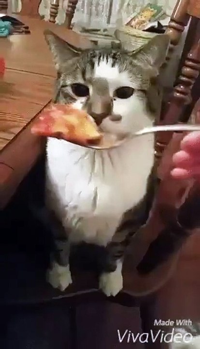 How to tell if your cooking sucks   