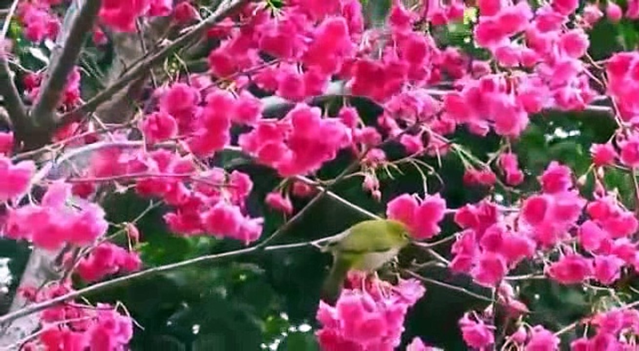TRƯỞNG DƯỠNG LÒNG TỪ BI, GIỮ TÂM THƯƠNG YÊU MUÔN LOÀI