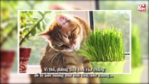 Tại sao mèo đôi khi lại thích ăn cỏ?