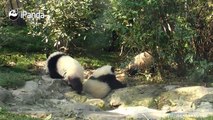 Don’t worry, princess Qi Yi. You still look graceful after falling into the water!A panda a day, keeps the sorrow away.