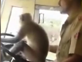 Direksiyonda maymunu görenler gözlerine inanamadı