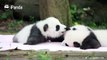Yun Wen: Your lipstick smells like milk. Can I have a taste of it?A panda a day, keeps the sorrow away.