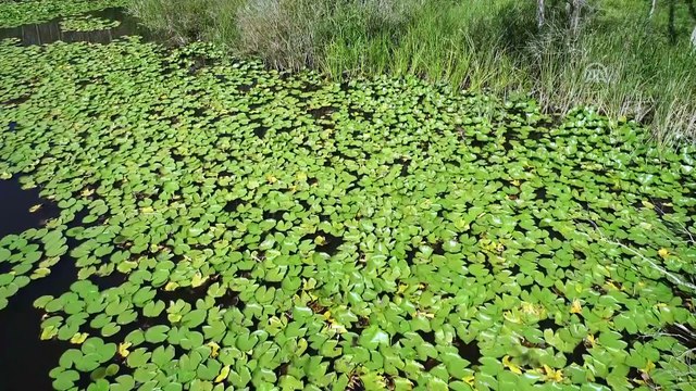 Acarlar Longozu ziyaretçilerin 'gözdesi' oldu - SAKARYA