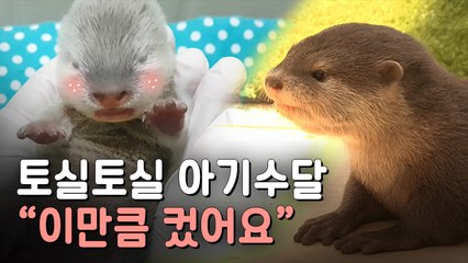 [뉴스토리] "곧 100일"…멸종위기 수달 아기들 무럭무럭