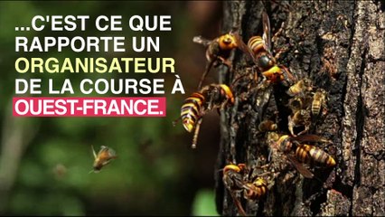 Bretagne : 20 coureurs piqués par des frelons