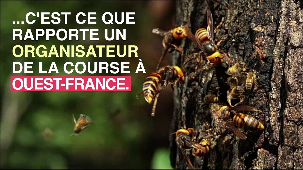 Bretagne : 20 coureurs piqués par des frelons