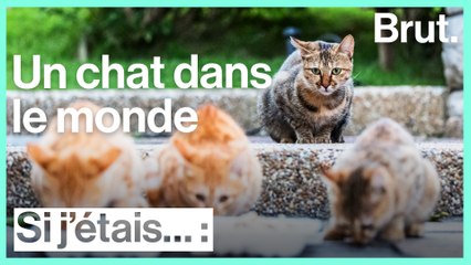 Si j'étais un chat…