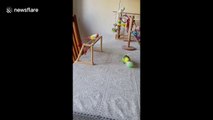 Tricky wing-er: Budgie shows off incredible football skills at home in Reading