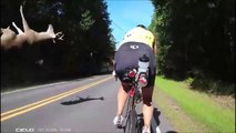 Ces Cyclistes vont avoir beaucoup de chance au moment ou une voiture percute un cerf