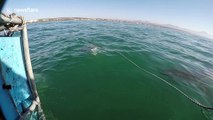 Frenzied Great white shark takes a bite out of smaller shark