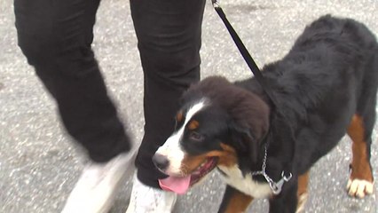 가사노동에 육아 비중 ↓ 반려견 돌보기 ↑ / YTN