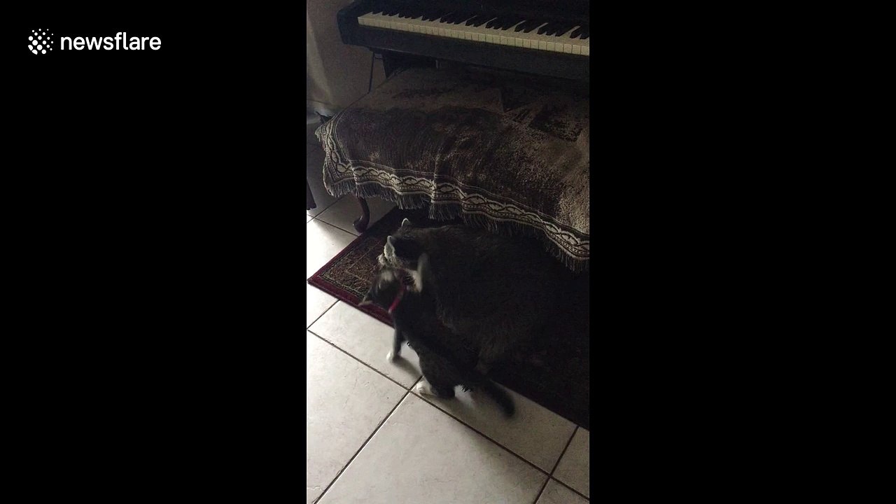 Adorable battle between Becky the raccoon and upstart kitten