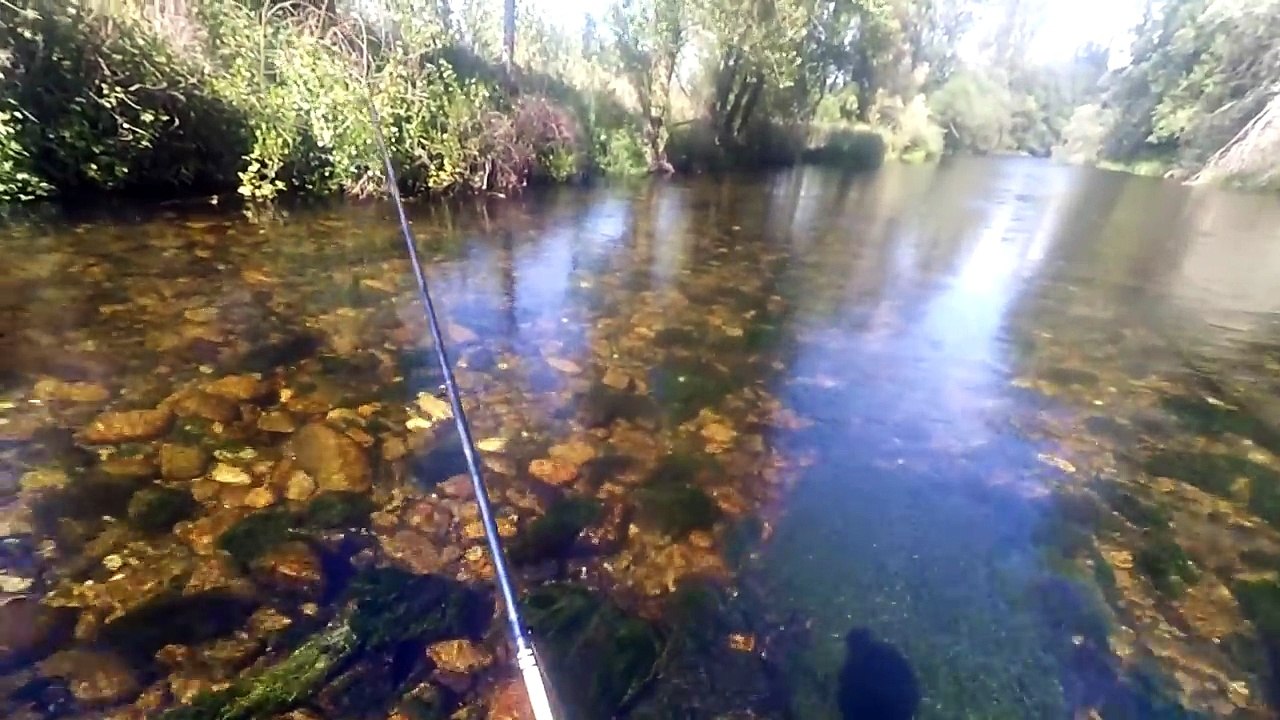 Enormes truchas a ballesta con buldo