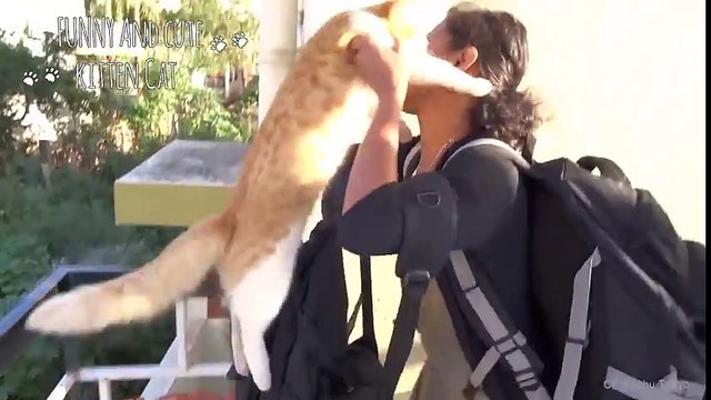 ADORABLE Cats showing love to their Owners will make your heart Melting - Cute cat Videos
