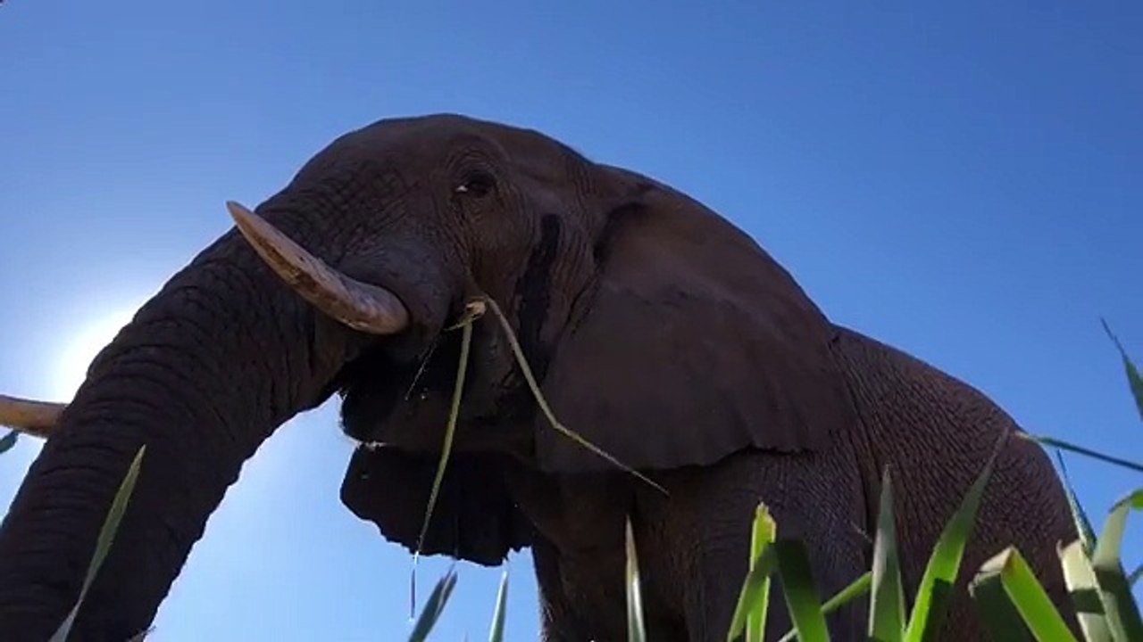 This Big Bull Came For Breakfast