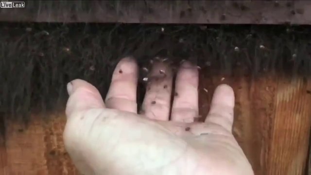 Ces cheveux.. sont des milliers d'araignées !