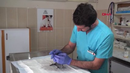 Adıyaman Yaralı Güvercini Veterinere Tedavi Ettirdi