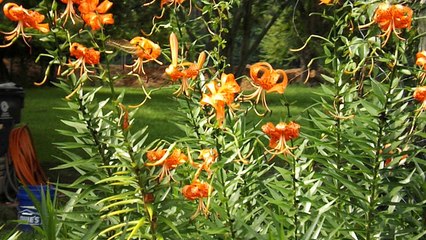 Prince Bay Farm Wildlife #2