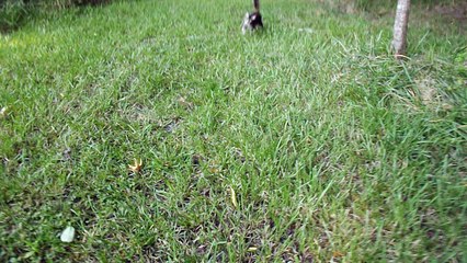 Prince Bay Farm Wildlife #3