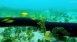 Great Barrier Reef S01 - Ep02 Reef to Rainforest - Part 01 HD Watch