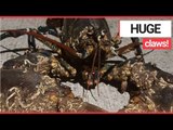 Man Finds Ancient Lobster with Claws Bigger Than His Own FOOT! | SWNS TV