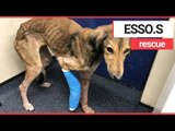 Dog Rescued After Captured On CCTV Wandering Around Garage | SWNS TV