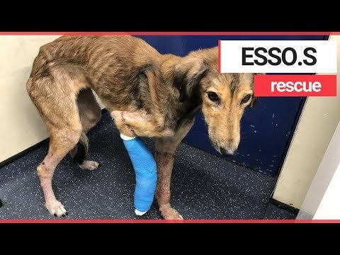Dog Rescued After Captured On CCTV Wandering Around Garage | SWNS TV