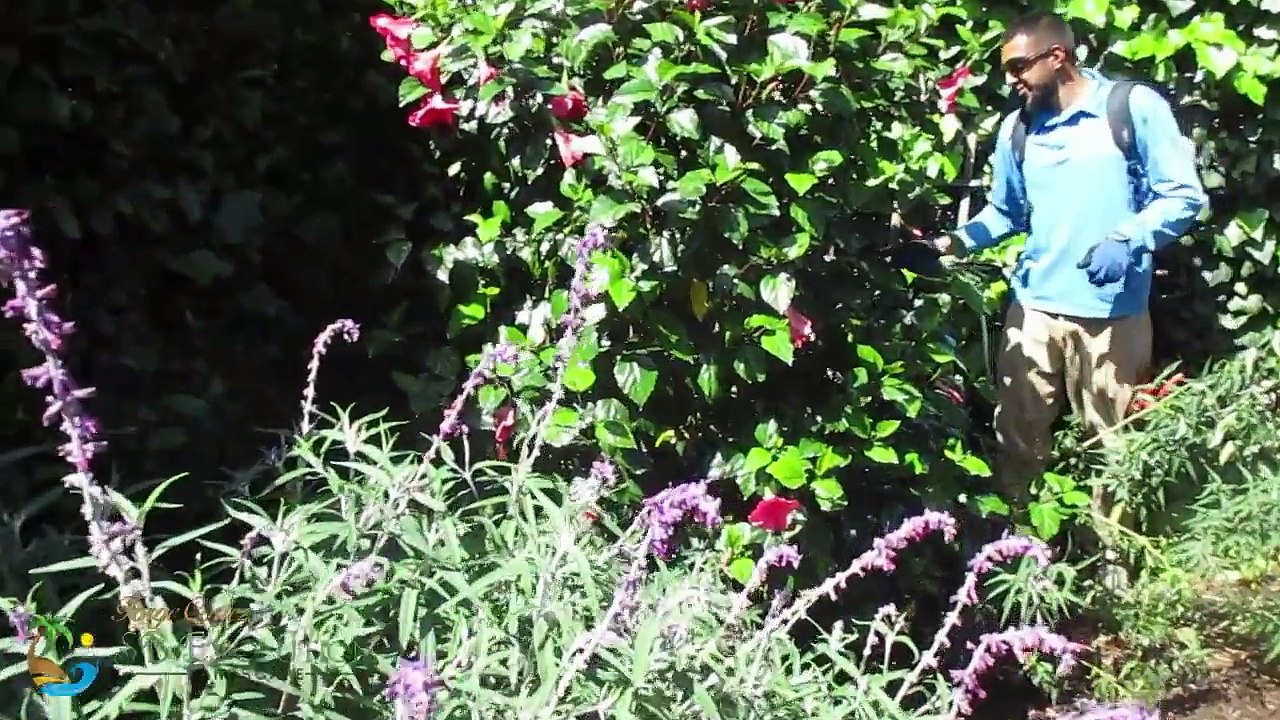 Home Garden Insect Control service in Santa Barbara