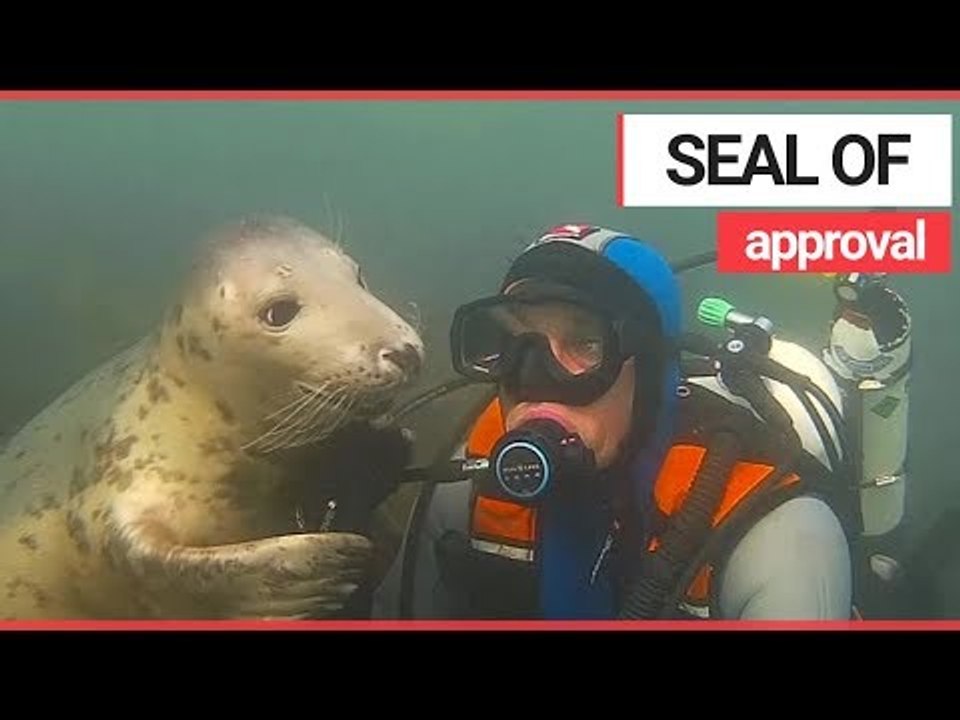 Seal HUGS Underwater Diver! | SWNS TV