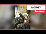 Bus driver lets monkey take the wheel of bus | SWNS TV