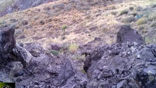 Yaban Hayvanları Fotokapanla Görüntülenmeye Başlandı