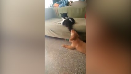 Le mordió la cola al gato y éste tomó represalias contra él
