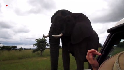 Amigable elefante utiliza su trompa para saludar a quienes lo visitan