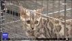 국감장 불려온 벵갈 고양이…'동물 학대' 논란