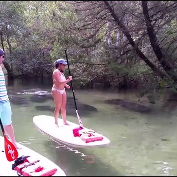Ces touristes en paddleboard voient passer des dizaines de gros lamantins sous eux