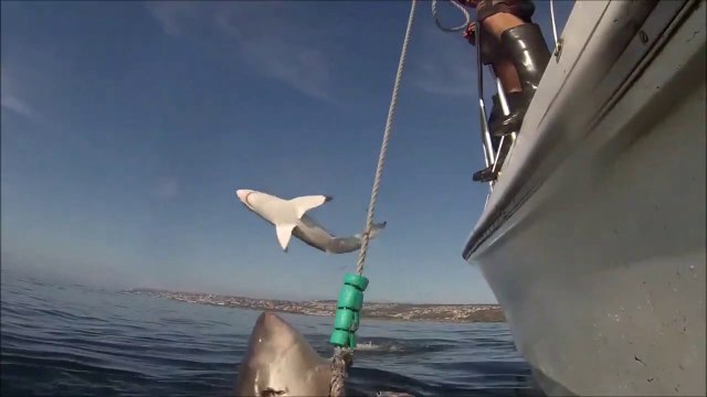 Quand 2 grands requins blancs viennent chasser un bateau