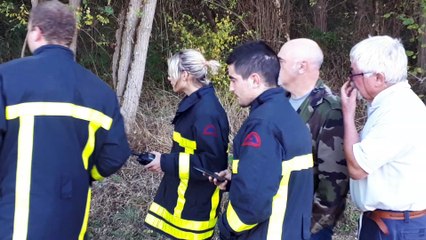 Sainte Geneviève : un nid de frelons asiatiques en bordure de chemin