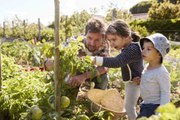 Réussir son premier potager