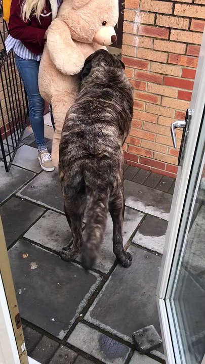 Dog Gets Giant Teddy Bear