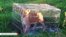 Jogger Finds Abandoned, Caged Lion Cub In A Meadow