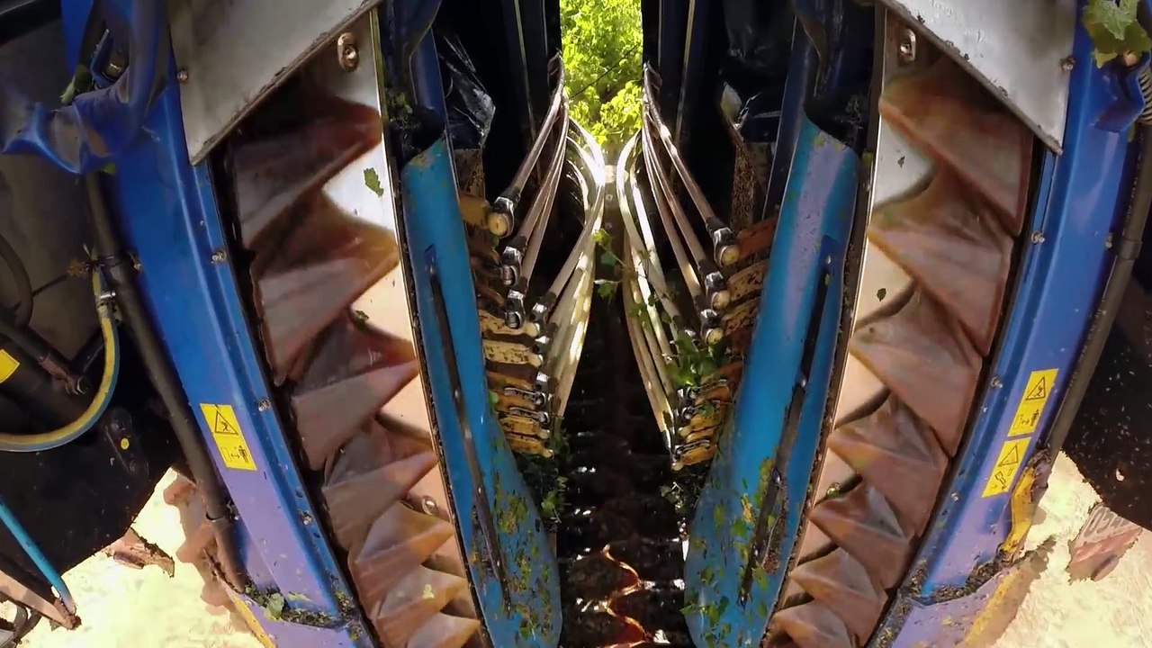 SERİ ŞARAP ÜRETİMİ NASIL YAPILIR? | Türkçe Dublaj