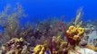 BBC Wild Caribbean 2of4 Reefs and Wrecks