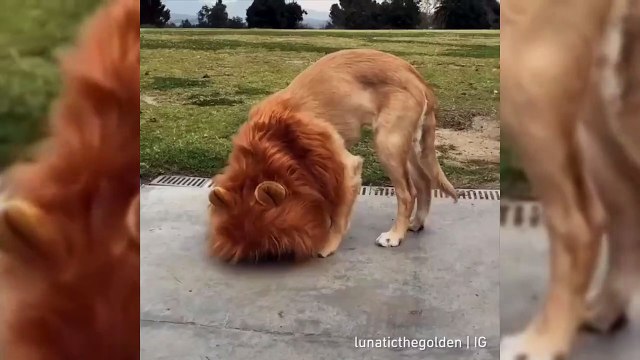 Ce chien se prend pour le roi lion... Adorable