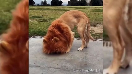 Ce chien se prend pour le roi lion... Adorable