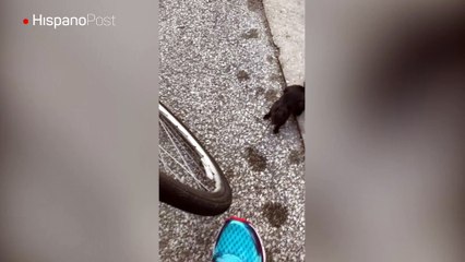 Ardilla temerosa vence su miedo a los humanos con tal de conseguir comida